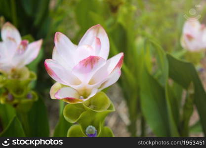 Curcuma Zanthorrhiza (Siam Tulip Curcuma Alismatifolia) Flower In The Nature With Soft Light.