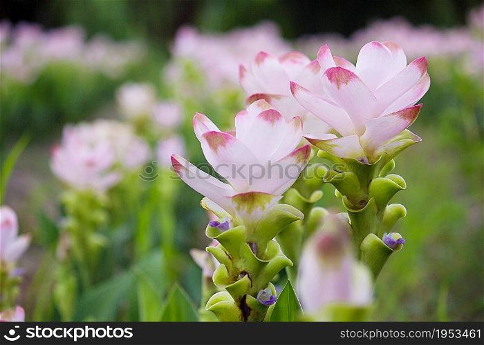 Curcuma Zanthorrhiza (Siam Tulip Curcuma Alismatifolia) Flower In The Nature With Soft Light.
