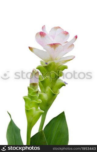 Curcuma Zanthorrhiza (Siam Tulip Curcuma Alismatifolia) Flower Isolated On White Background.