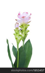 Curcuma Zanthorrhiza (Siam Tulip Curcuma Alismatifolia) Flower Isolated On White Background.