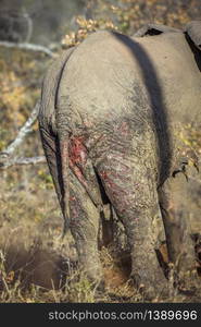 Cure wounds of African bush elephant back in Kruger National park, South Africa ; Specie Loxodonta africana family of Elephantidae. African bush elephant in Kruger National park, South Africa