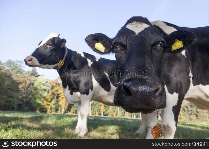 curious black and white cow in dutch meadow in the fall