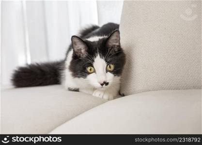 Curious black and white domestic cat sitting on sofa and hunting in apartment. Attentive cat hunting in living room