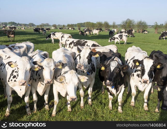 curious black and white holstein cows in meadow under blue sky
