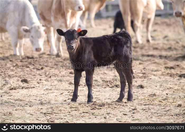 Curious calf standing in corral with cows on farm