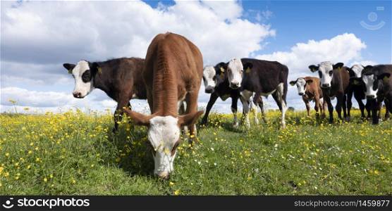 curious calves stand in grassy meadow with yellow buttercup flowers under blue sky