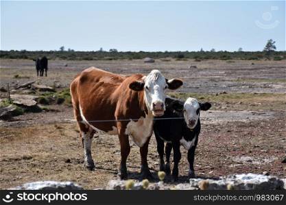 Curious cattle by a fence in a barren pastureland at the swedish island Oland