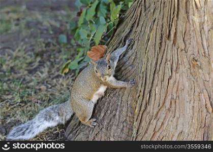 Curious cute grey squirrel climbing on tree