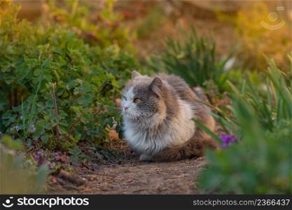 Curious dreaming cat lying in the garden. Lying cat in flowers. Beauty cat in nature and bright sunlight. Cheerful cat in summer landscape.