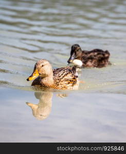 Curious ducks are swimming in the river, reflecting water