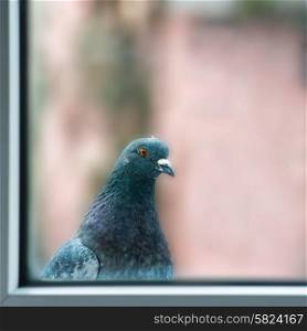 Curious fat pigeon looking at the window