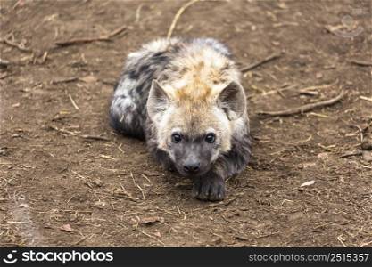 Curious hyena cub laying flat on the ground Kruger NP South Africa