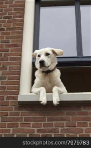 Curious looking dog hanging out the window