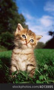 Curious looking kitten