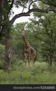 Curious Massai Giraffe