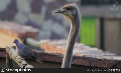 Curious ostrich (Struthio camelus) and pigeon looking over a fence