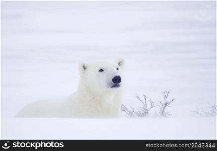Curious polar bear peering across snow-covered field