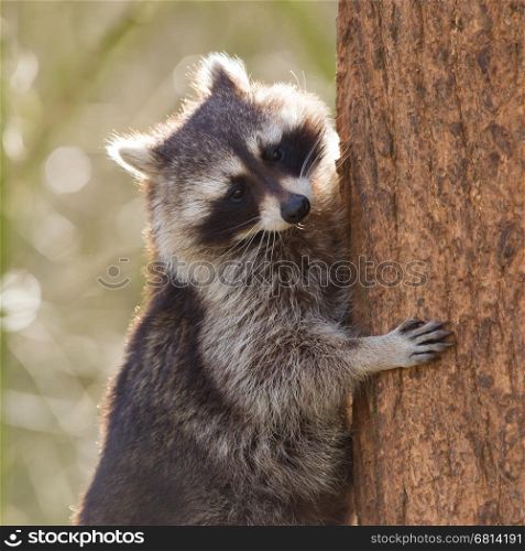 Curious racoon is climbing a tree, Holland