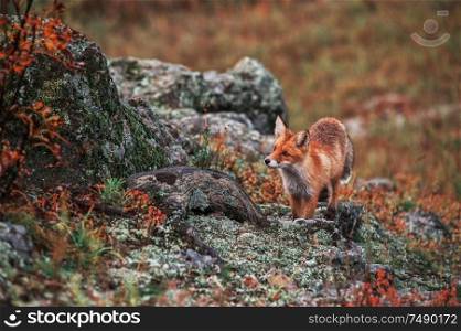 Curious red fox in its natural habitat. Altai nature reserve. Curious red fox in its natural habitat.