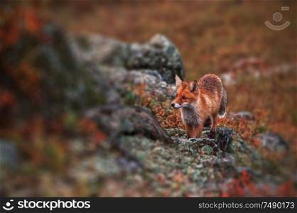 Curious red fox in its natural habitat. Altai nature reserve. Curious red fox in its natural habitat.