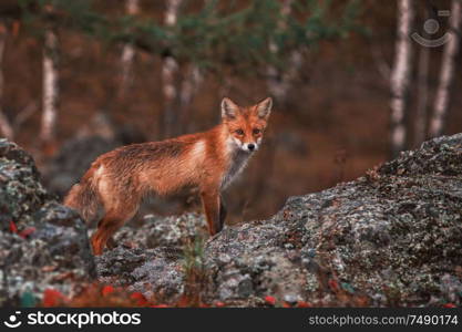 Curious red fox in its natural habitat. Altai nature reserve. Curious red fox in its natural habitat.