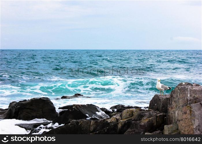 curious seagull perched on rocks on the beach near Sozopol in wavy black sea, Bulgaria