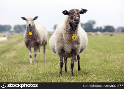 curious sheep in a green grasswy dutch summer meadow