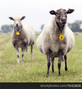 curious sheep in a green grasswy dutch summer meadow