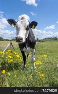 curious spotted cow stands in meadow with yellow spring summer flowers and long grass in holland under blue sky