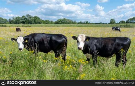 curious spotted cows stand in meadow with yellow spring summer flowers and long grass in holland under blue sky