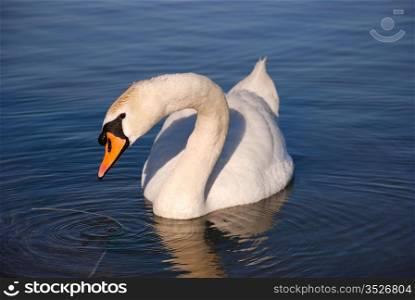 Curious swan. Curious swan - a portrait.