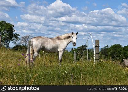 Curious white horse in a grassland at the island Oland in Sweden