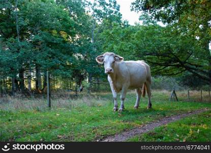 Curious white young cow at a path in a green forest