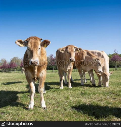 curious young blonde d&rsquo;aquitaine cows in spring meadow near colorful blossoms under blue sky