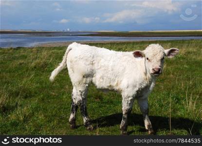 Curious young cow looking in a coastal pastureland. From the island oland, Sweden