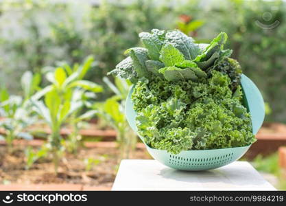 Curl leaf kale and Dinosaur kale or Brassica oleracea grown In the basket Background blurry tree in farm.