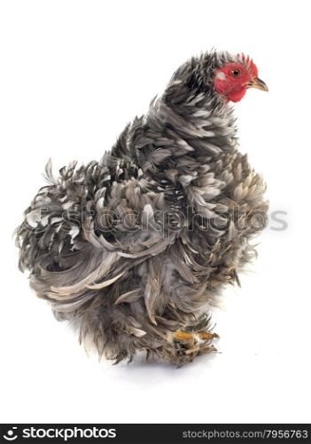 Curly Feathered chicken Pekin in front of white background