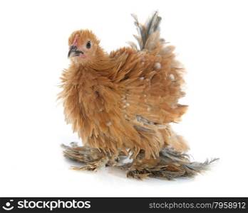 Curly Feathered chicken Pekin in front of white background