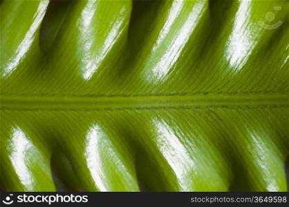 Curly green Fern leaf from closeup