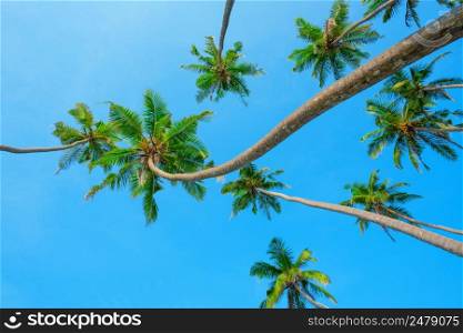 Curly green tropical coconut palm trees over clear blue sky background