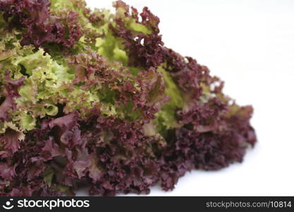 Curly lettuce