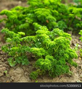 Curly parsley leaves closeup in the garden