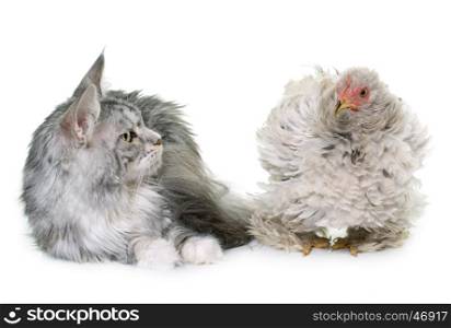 curly pekin chicken and cat in front of white background