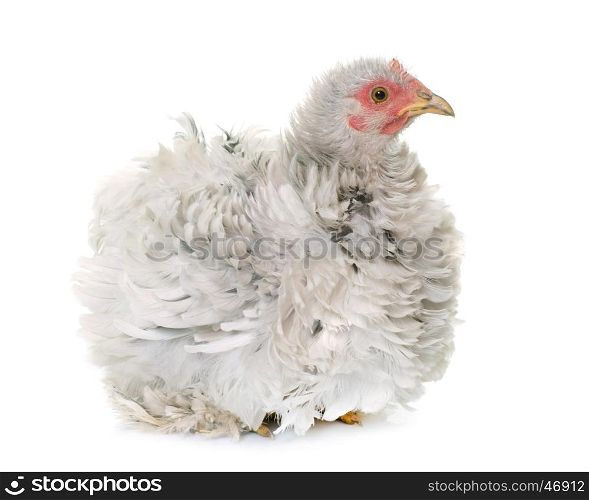 curly pekin chicken in front of white background