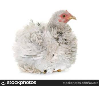 curly pekin chicken in front of white background