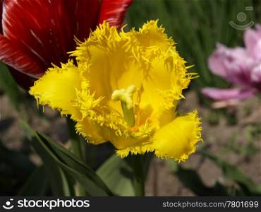 curly yellow tulip. closeup. curly yellow tulip