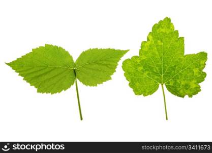 currant and raspberry leaves on isolated