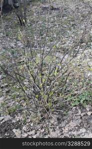 currant bush in the spring with the buds