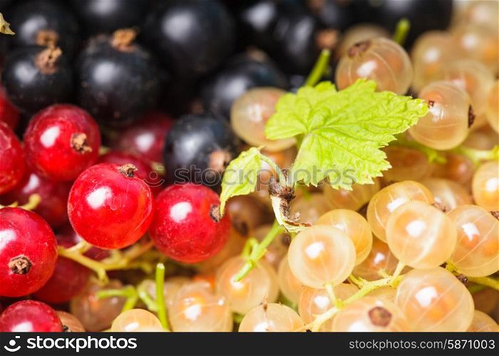 Currants types - white, red and black berries