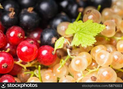 Currants types - white, red and black berries